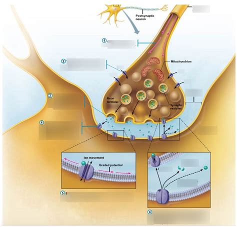 Chemical Synapse Diagram | Quizlet