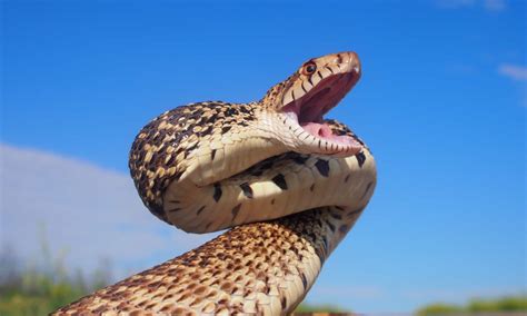 Bull snakes in Colorado: Pictures and Where they Live - AZ Animals