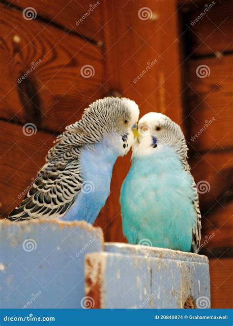 Kissing Budgies Stock Images - Image: 20840874