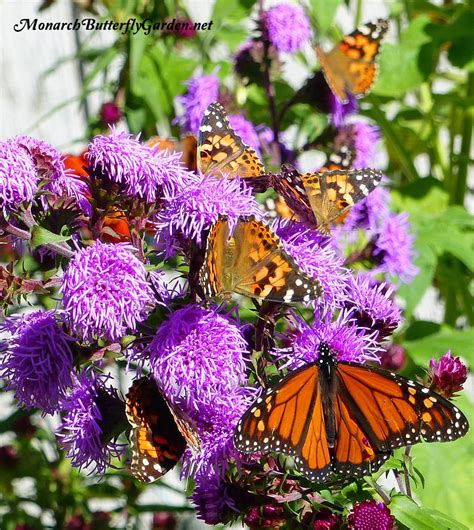 Purple Butterfly Flower Power- 6 Purpular Butterfly Plants