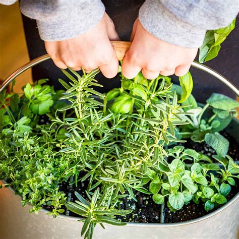 Herb Gardening Ideas