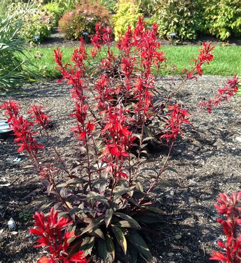 Lobelia Cardinalis - Enchanted Gardens Kent