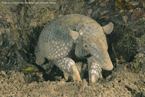 Diggers in the Dark: Discovering Giant Armadillos in Brazil’s Pantanal – National Geographic Blog