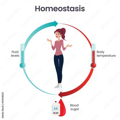 Homeostasis Biology