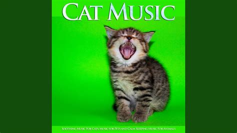 Soothing Cat Music - YouTube