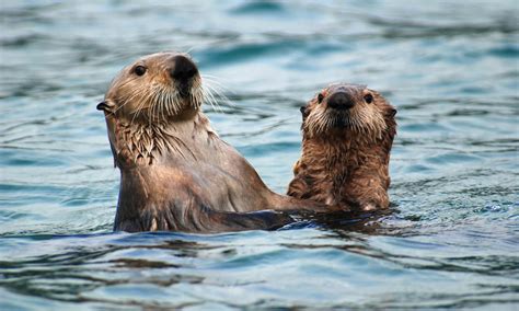 Marine Otter Endangered