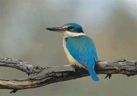 Sacred Kingfisher - Canberra Birds