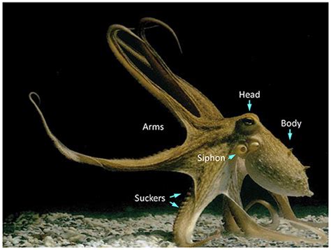 How many brains does an octopus have - bpobanana