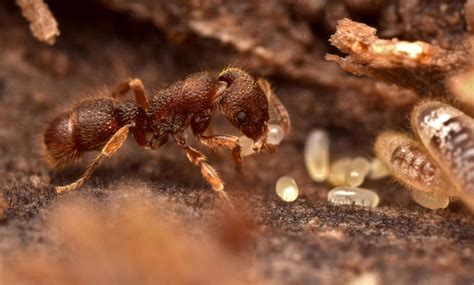 A photographic glimpse into Brazil’s ant diversity – Myrmecological ...