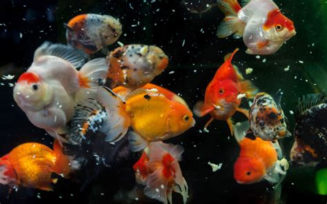 How to Feed Your Goldfish? How Often & How Much? - AquariumNexus