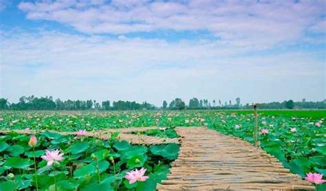 Thap-Muoi-Lotus-Field-Top-10-tourist-attractions-in-Dong-Thap - Scooter ...