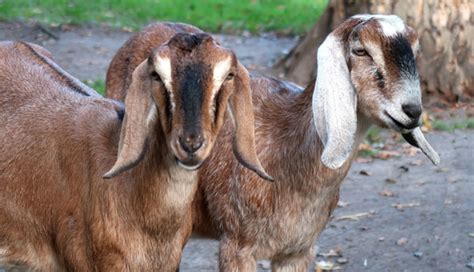 Get Your Goats: Part 2 - Current Homesteading