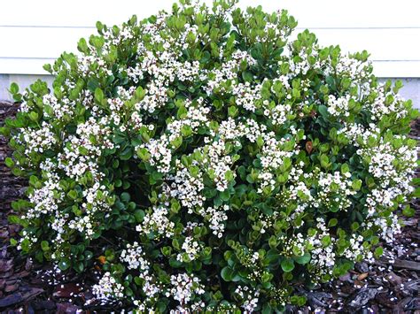 Georgia Petite Indian Hawthorn - Monrovia | Front Yard Garden ...