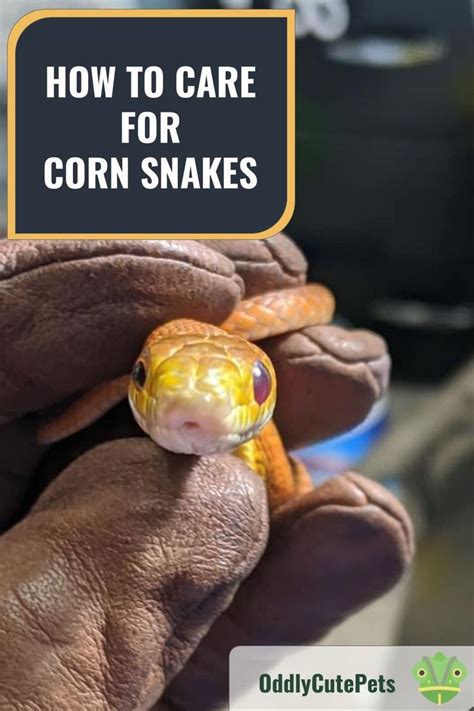 Caring For Corn Snakes | Corn snake, Snake, Pet snake