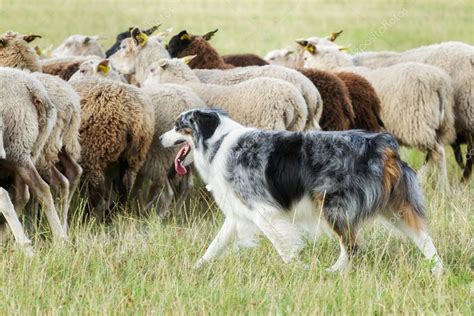 Collie dog and lamb picture | Border collie dog herding a flock of ...