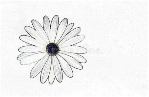 Daisy Pencil Drawing