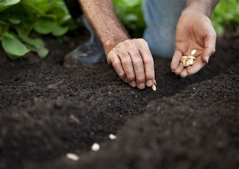 How to Get Free Seeds for Your Garden