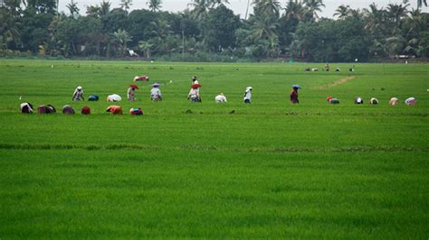 Lush green paddy fields of Kuttanad, Alleppey - Nammude Naadu