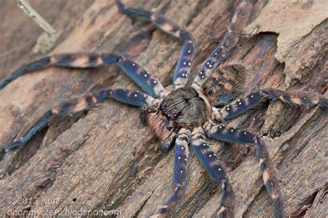 Pin by Kristen Van Gorp on Arachnid | Animals, Arachnids, Spider