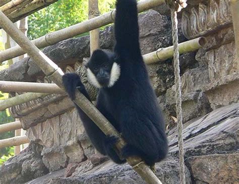 BLACK CRESTED GIBBON LIFE EXPECTANCY