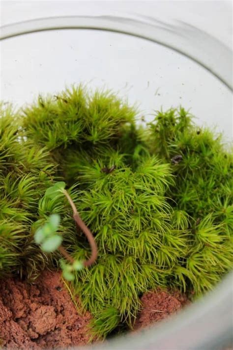 How To Set Up A Moss Terrarium - Quintana Thujered