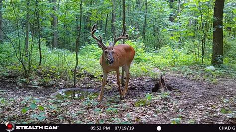 Whitetail trail cam pictures needed | Hunt Talk