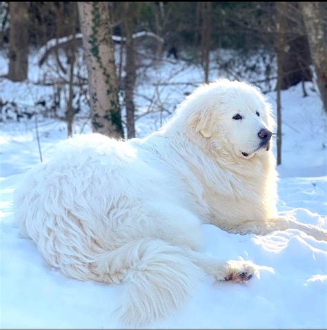 Great pyrenees dog breed information – Artofit