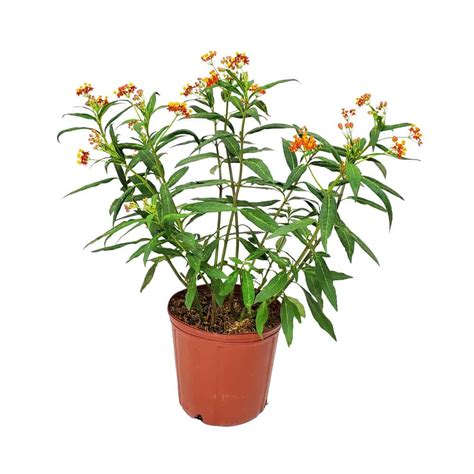 Butterfly Milkweed Plant | Milkweed Plants for Sale