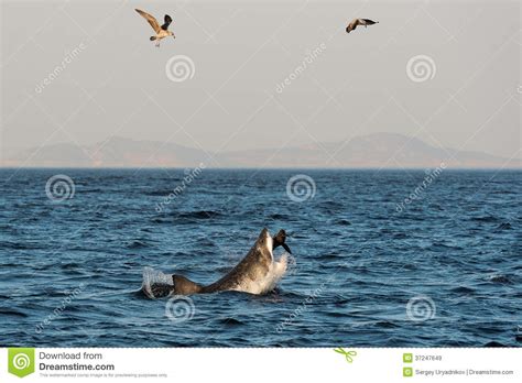 Great White Shark (Carcharodon Carcharias) Attack Stock Image - Image of nature, dangerous: 37247649