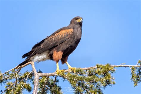 RGallucci Photography | Harris's Hawk