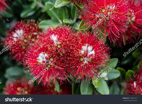 New Zealand Christmas Tree Stock Photo 710294161 | Shutterstock