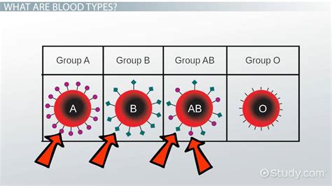 √ parent child blood type chart 159827-Father mother child blood group chart - Gambarsaecmg