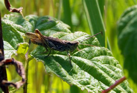 Free Images : nature, grass, meadow, leaf, flower, wildlife, green, botany, closeup, fauna ...