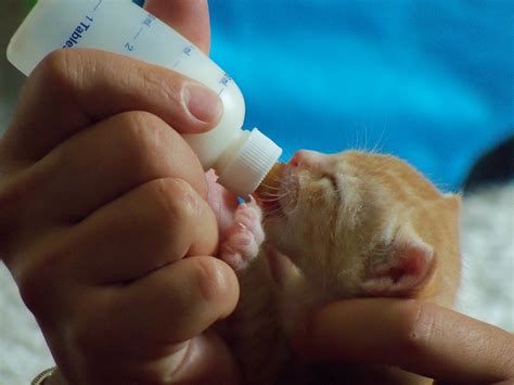 Bottle Babies | Community Concern For Cats