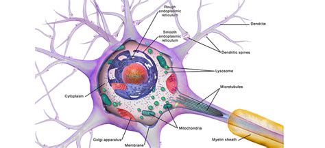 Beyond the Brain: Discovering Neural Stem Cells in Unexpected Places - Very Big Brain