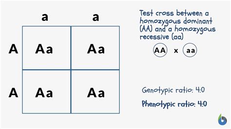 Recessive Phenotype