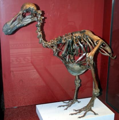 The Dodo! A Comprehensive Overview | Hodderscape