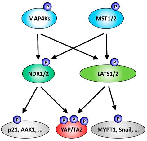 Genes | Special Issue : Hippo Signaling Pathway