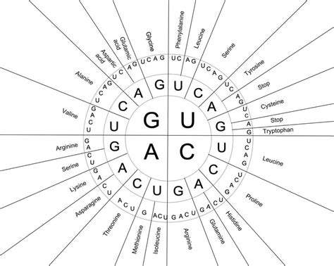 Amino Acid Codon Chart: Decoding the Language of Life - Entrepreneur Post