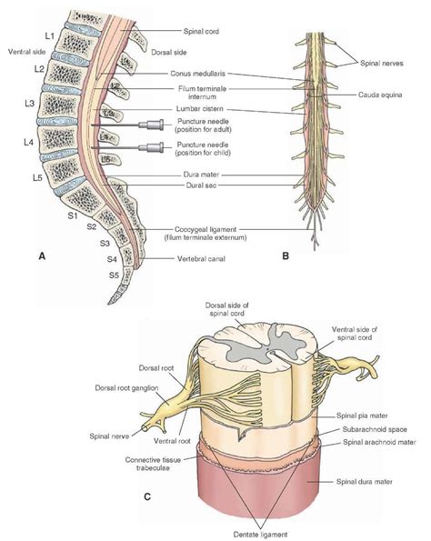 The spinal cord. (A) The lumbar cistern extends from the caudal end of the spinal cord (conus ...