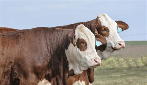 7 Red and White Cow Breeds - Farmhouse Guide