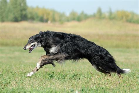 Borzoi Dog - An Elegant and Noble Sight Hound - Animal Corner