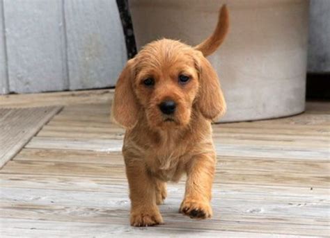 Basset Fauve de Bretagne Puppies Behavior And Characteristics In Different Months Until One Year