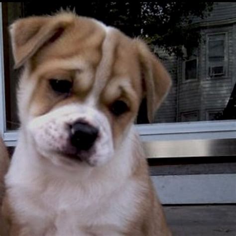 Adorable English Bulldog/Pomeranian Mix Puppy