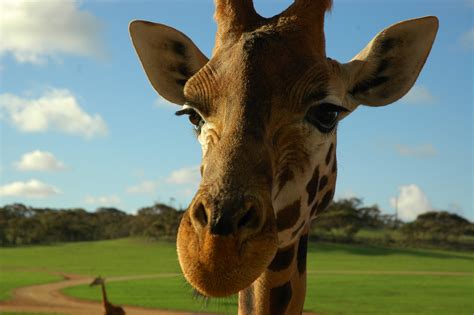 Free Images : animal, wildlife, zoo, mammal, fauna, savanna, giraffe, grassland, head ...