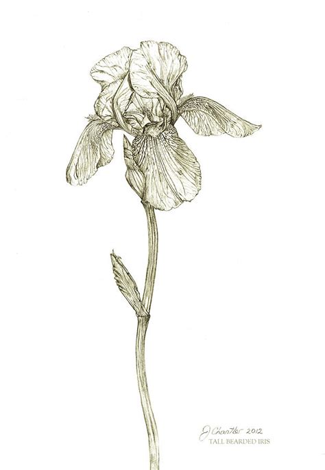 Tall Bearded Iris Drawing by Judith Chantler | Fine Art America