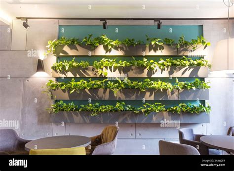 Beautiful cafe interior with lots of greenery on wall Stock Photo - Alamy