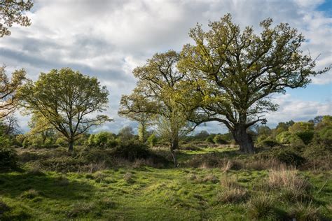 Hatfield Forest Lake. - Photography by Mark Seton