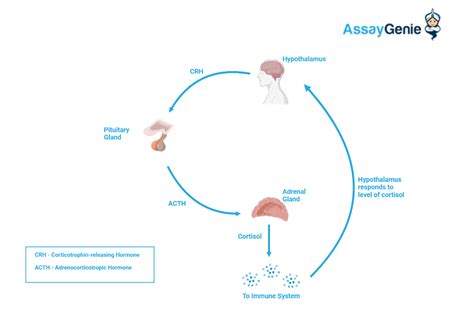 Cortisol and the Immune Response - Assay Genie