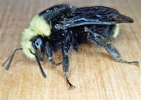 Bombus vosnesenskii (Yellow-faced Bumble Bee) – 10,000 Things of the Pacific Northwest